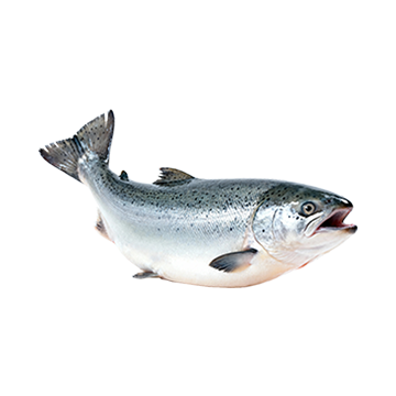 鮭魚